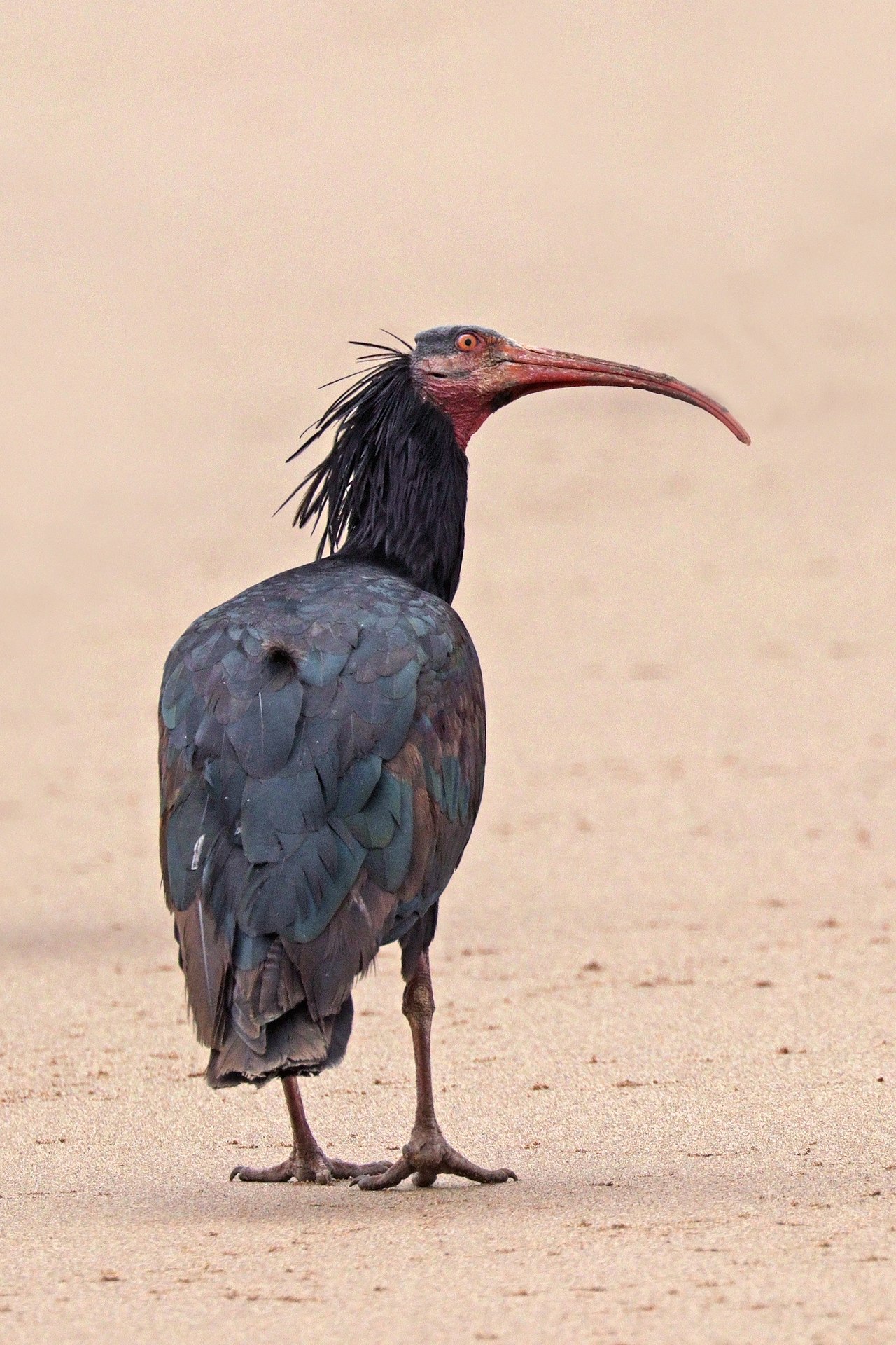 Northern Bald Ibis (Geronticus eremita)