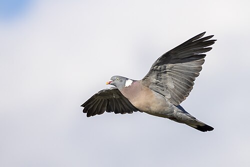 Common Wood Pigeon (Columba palumbus)