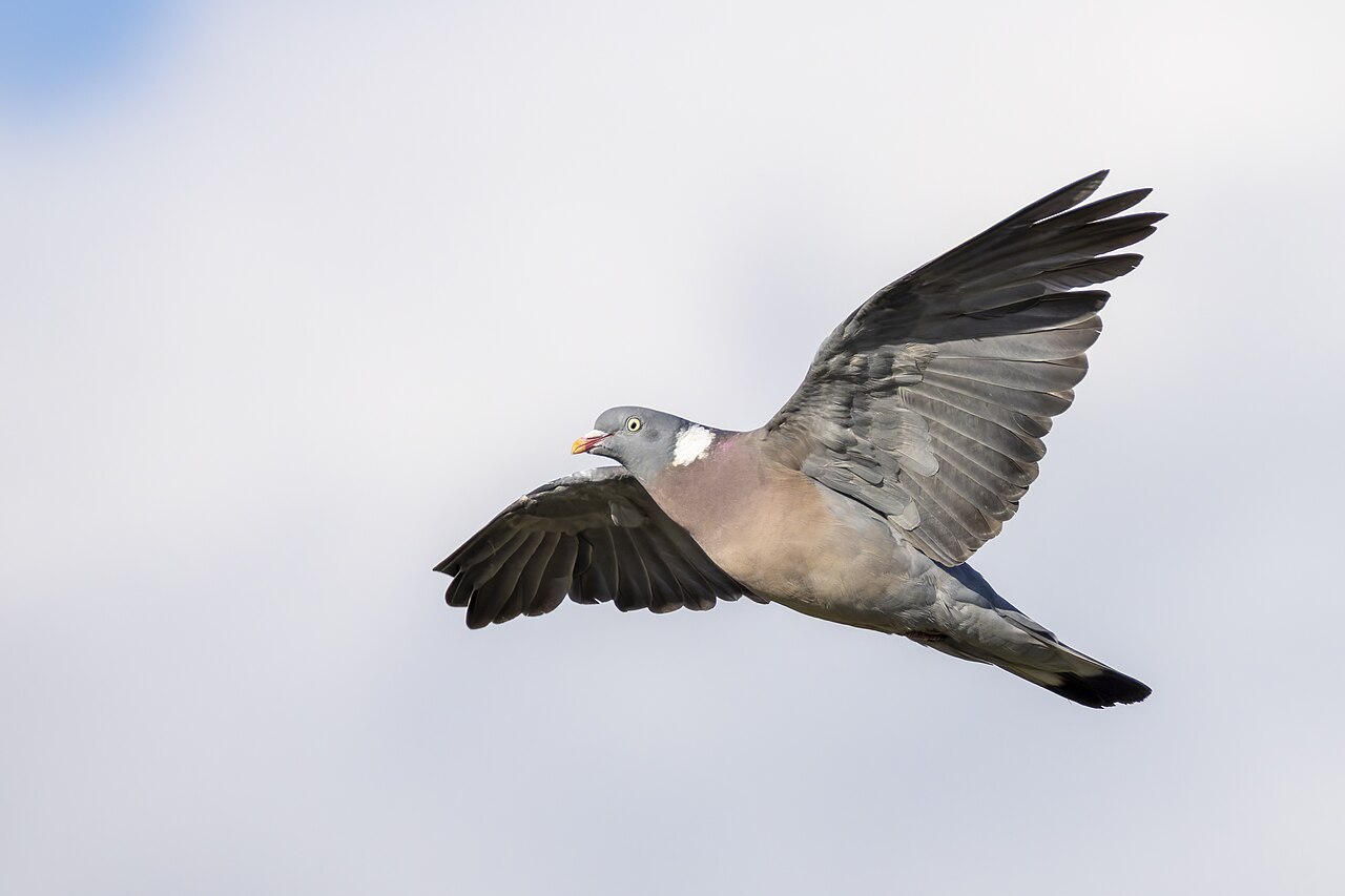Paloma torcaz (Columba palumbus)