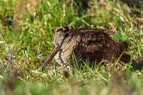 Eurasian Woodcock (Scolopax rusticola)