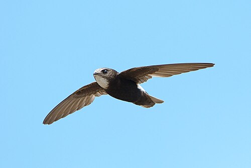 Little Swift (Apus affinis)