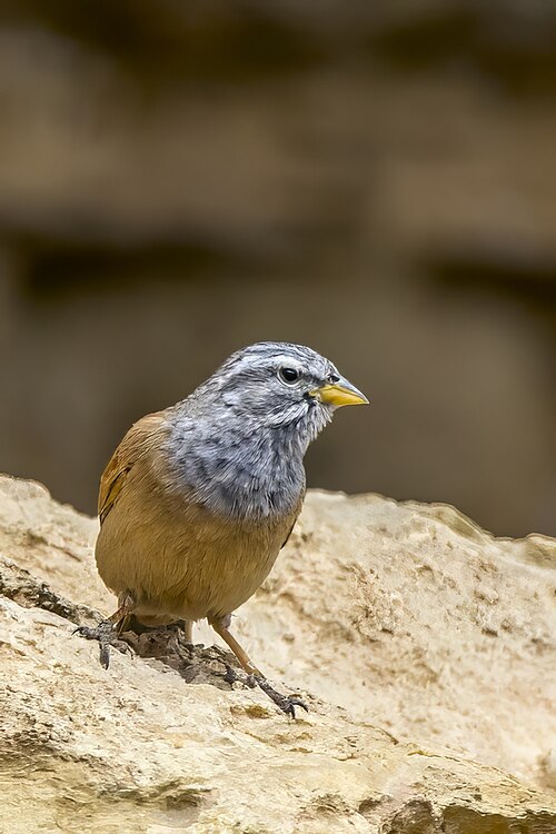 House Bunting (Emberiza sahari)