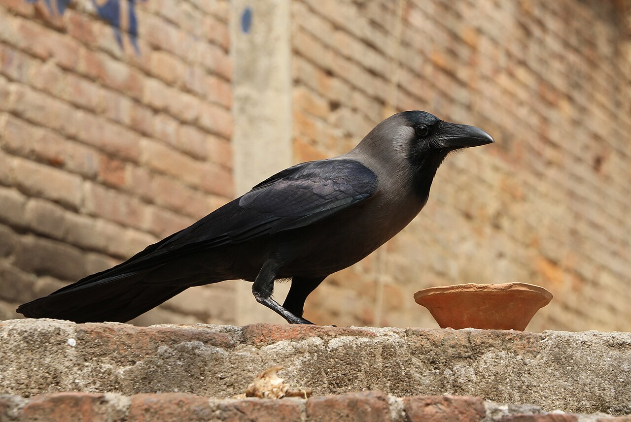 Huiskraai (Corvus splendens)