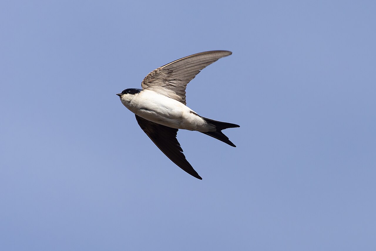 Avión común (Delichon urbicum)