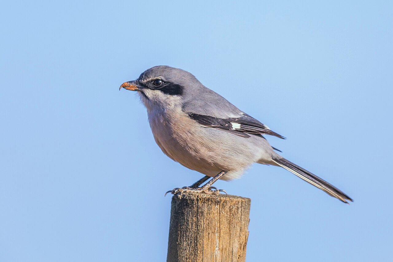 Iberische klapekster (Lanius meridionalis)