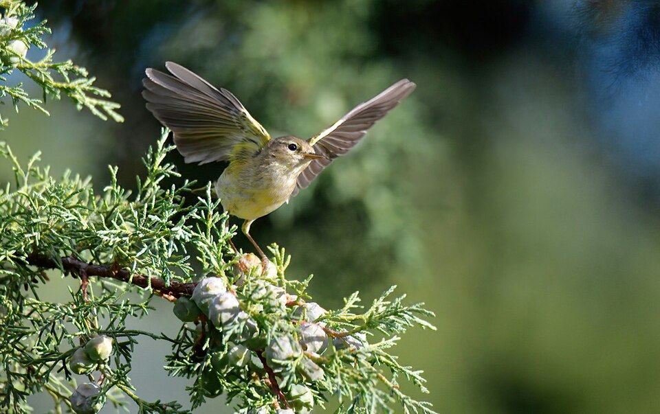 Iberische tjiftjaf (Phylloscopus ibericus)