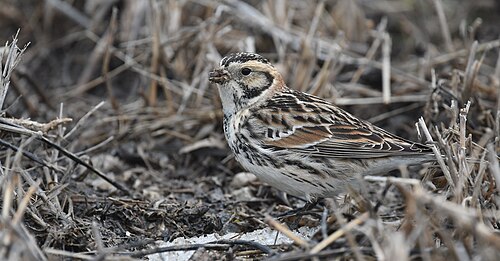 Lapland Longspur (Calcarius lapponicus)