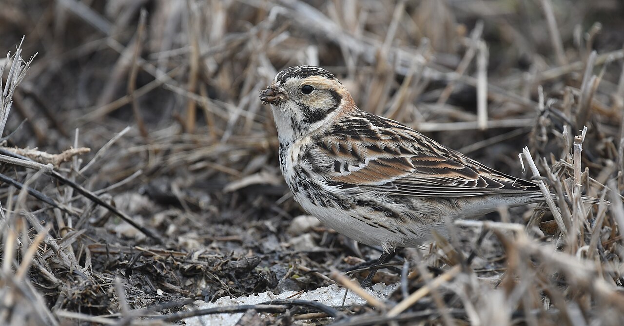 Escribano lapón (Calcarius lapponicus)
