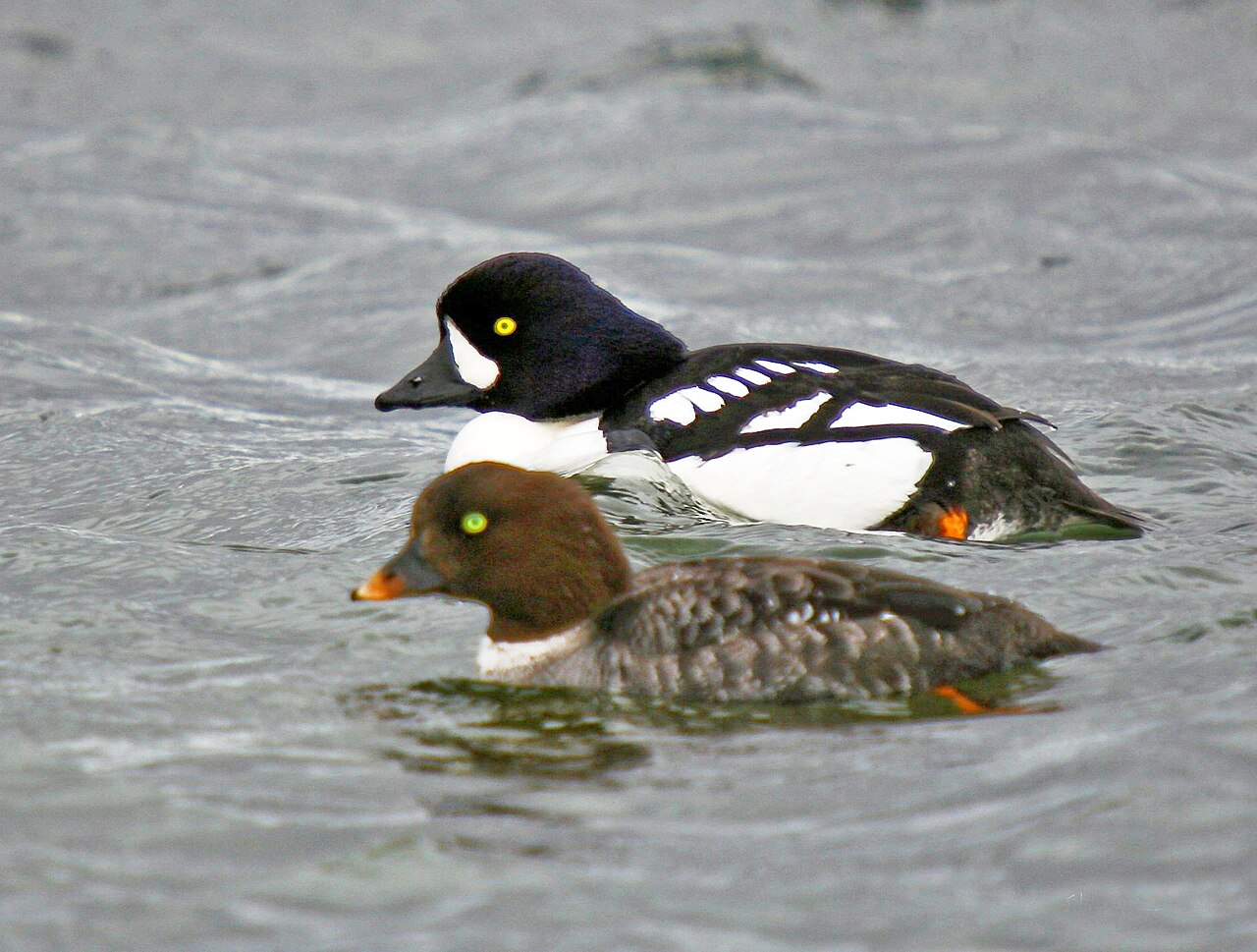 Porrón islándico (Bucephala islandica)
