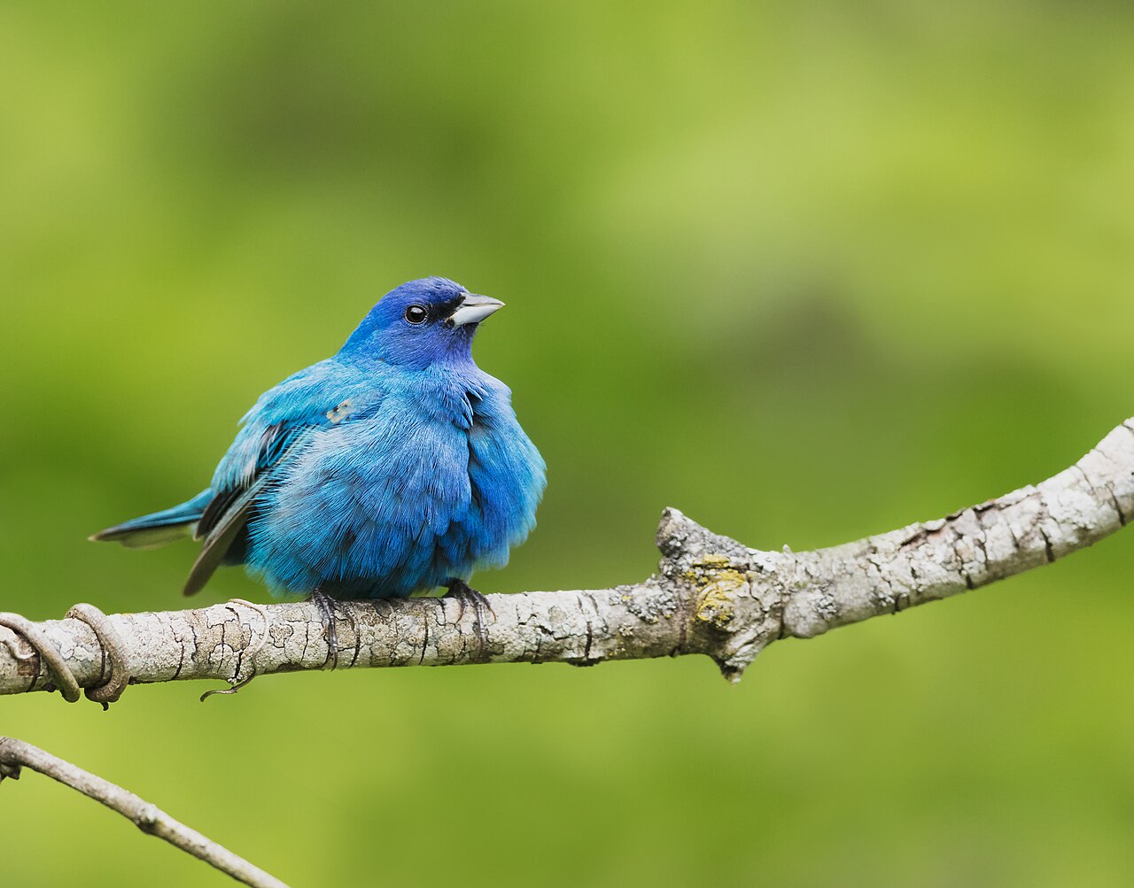 Indigo Bunting (Passerina cyanea)