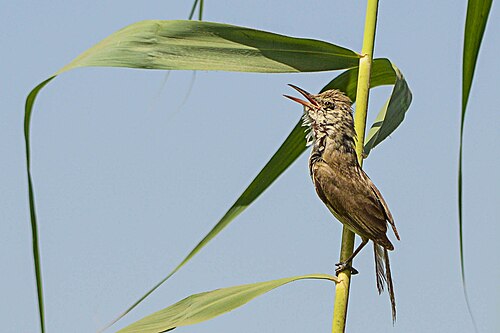 Clamorous Reed Warbler (Acrocephalus stentoreus)
