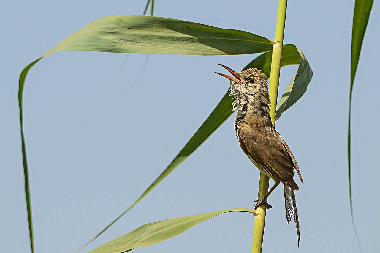 Carricero estentóreo (Acrocephalus stentoreus)