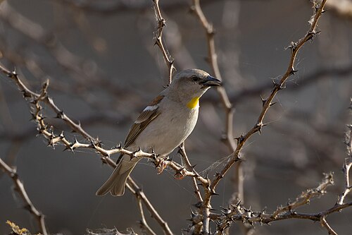 Yellow-Throated Sparrow (Gymnoris xanthocollis)