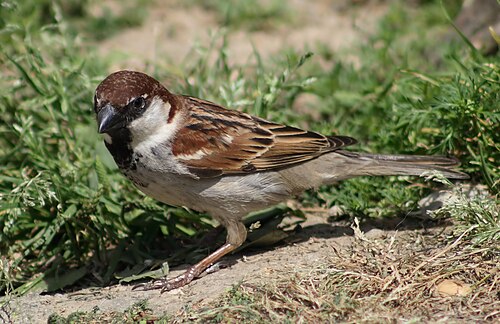 Italian Sparrow (Passer italiae)