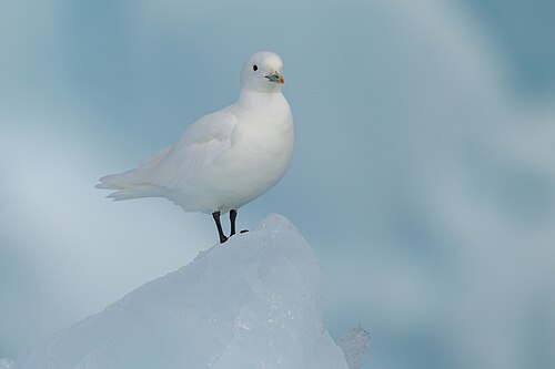 Ivory Gull (Pagophila eburnea)