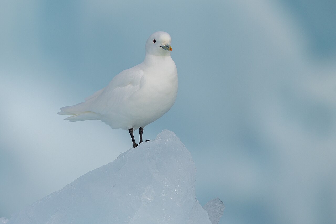 Gaviota marfileña (Pagophila eburnea)
