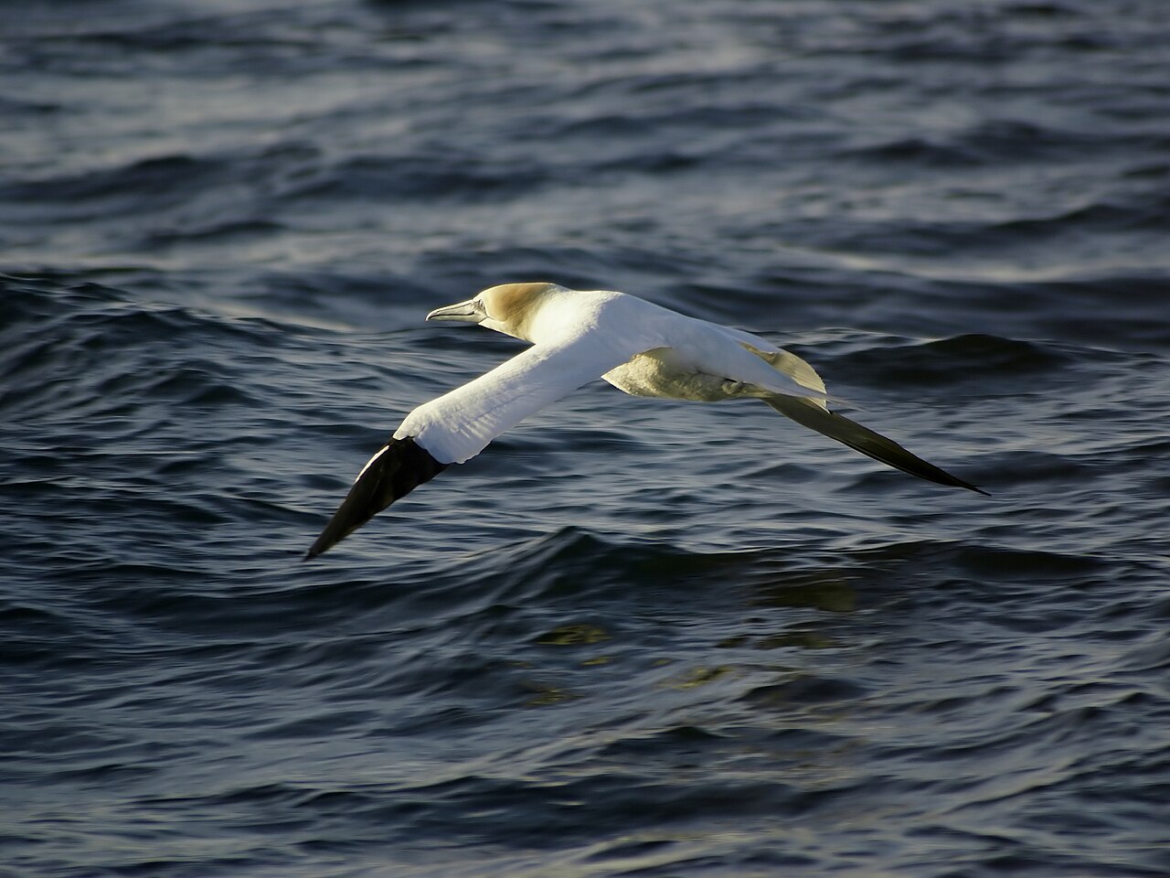 Alcatraz atlántico (Morus bassanus)