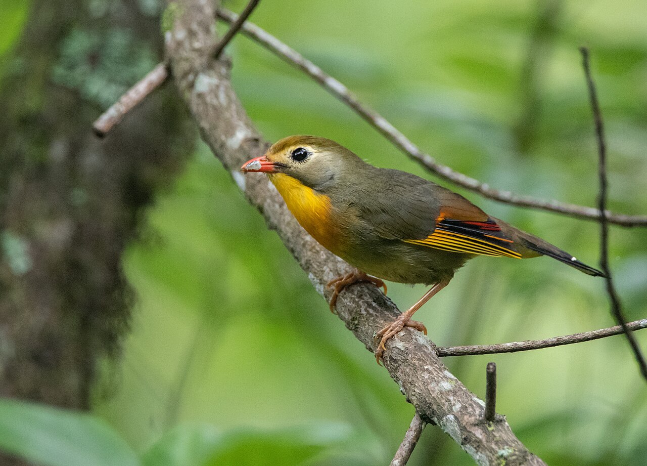 Red-Billed Leiothrix (Leiothrix lutea)