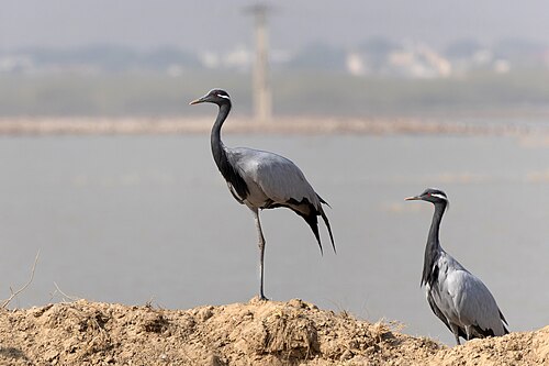 Demoiselle Crane (Grus virgo)