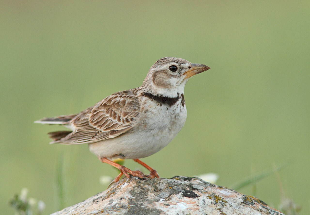 Calandra Lark (Melanocorypha calandra)