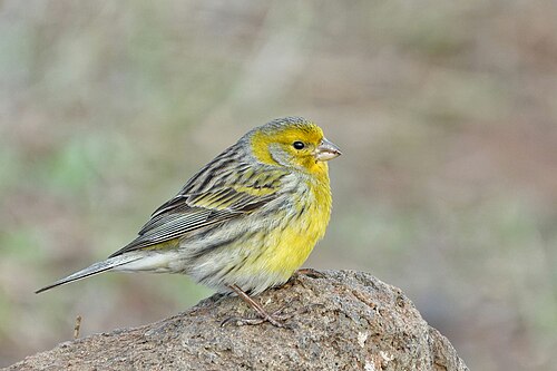 Atlantic Canary (Serinus canaria)
