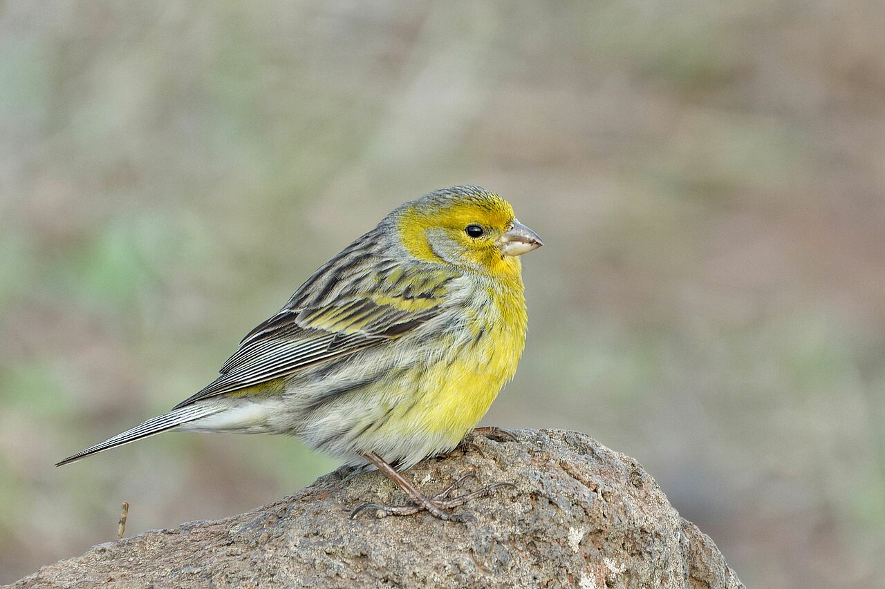 Serín canario (Serinus canaria)