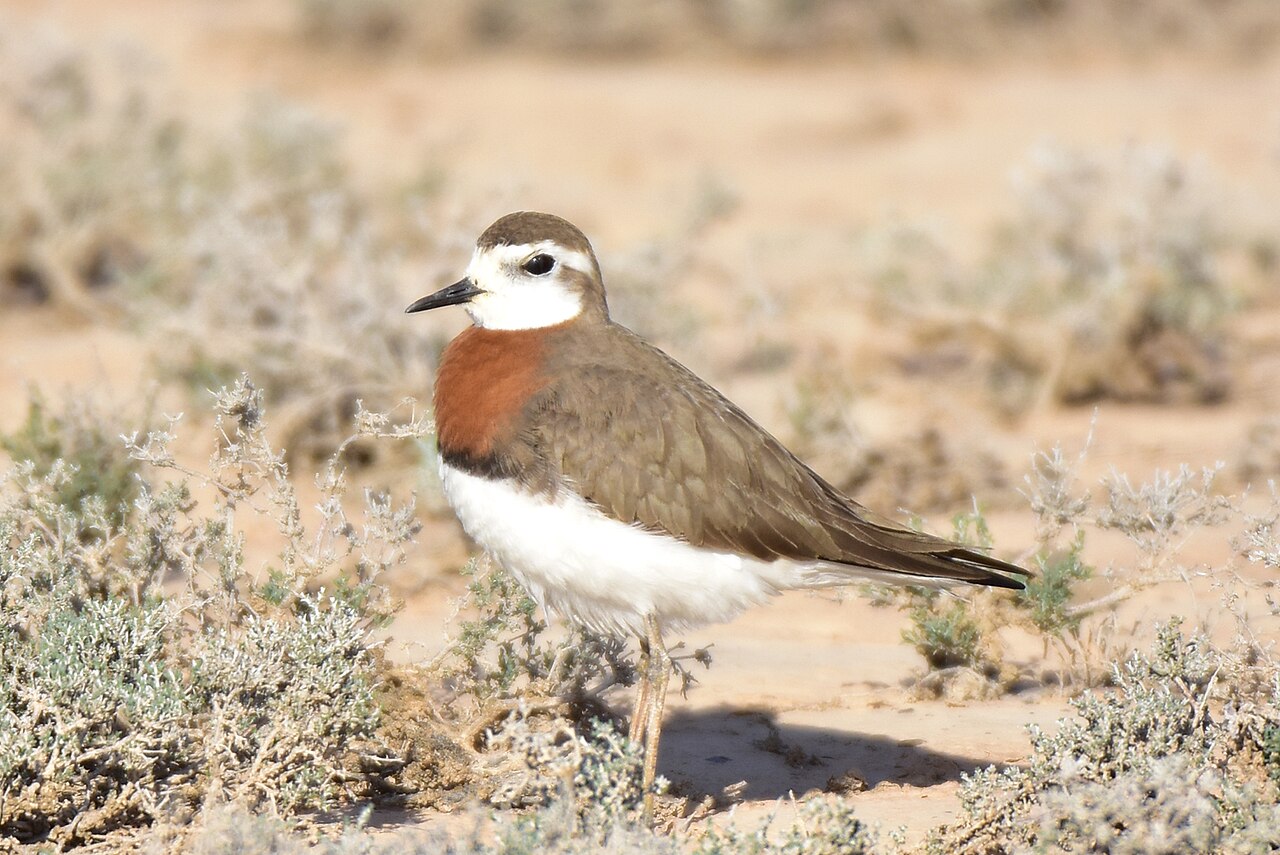 Caspian Plover (Anarhynchus asiaticus)