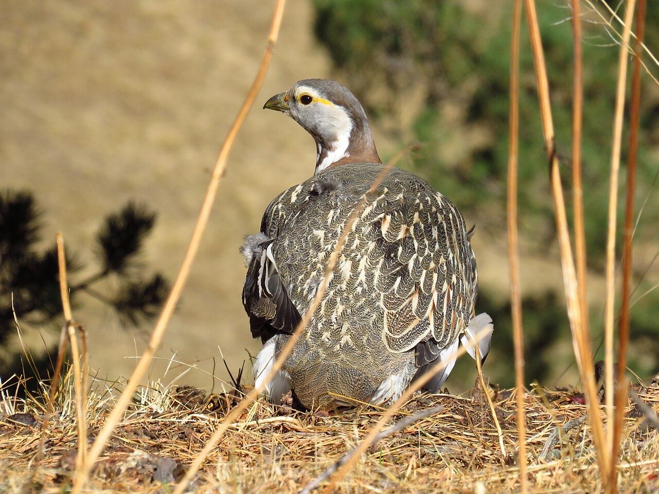 Caucasian Snowcock (Tetraogallus caucasicus)