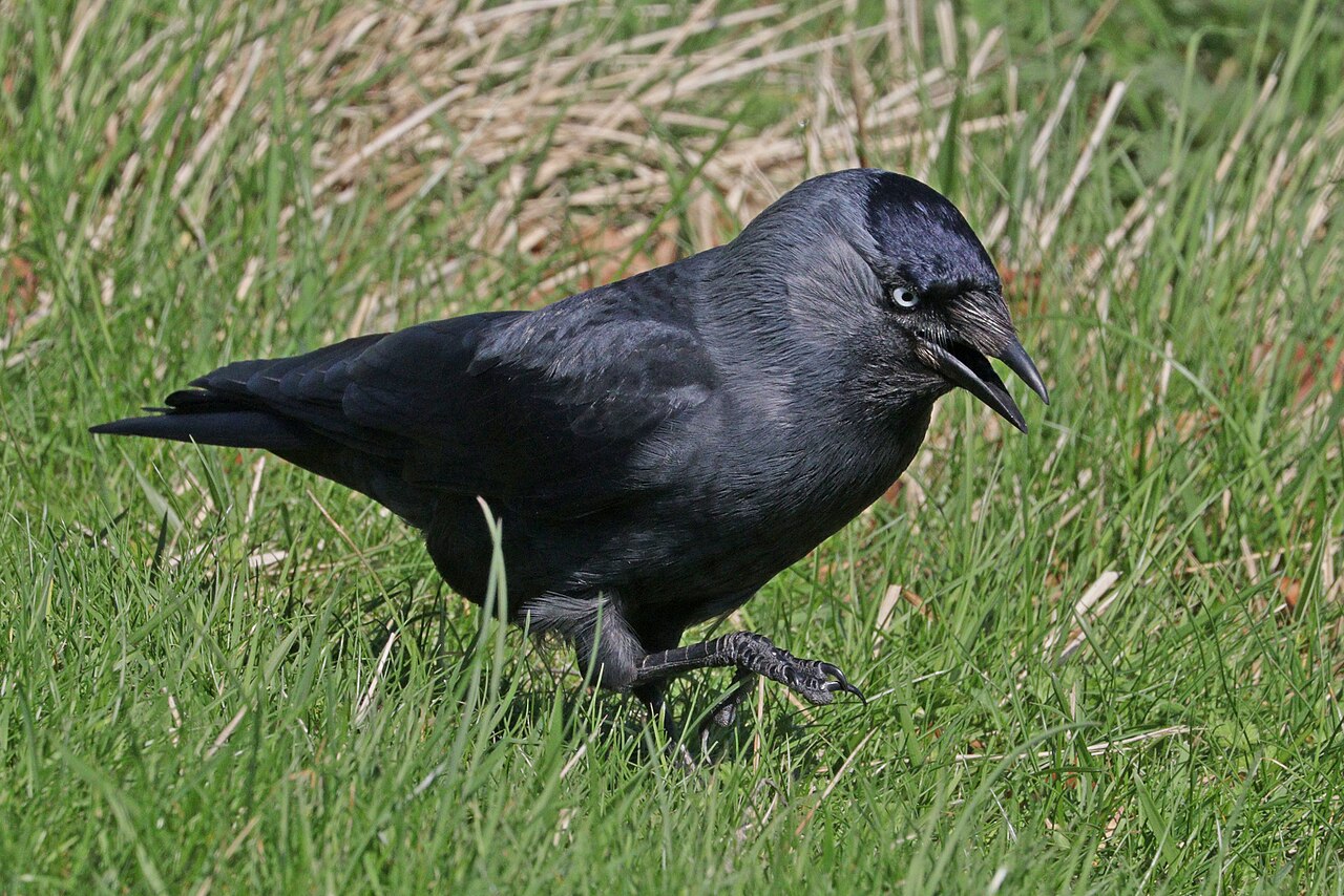 Eurasian Jackdaw (Coloeus monedula)