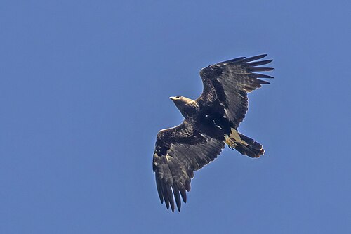 Imperial Eagle (Aquila heliaca)