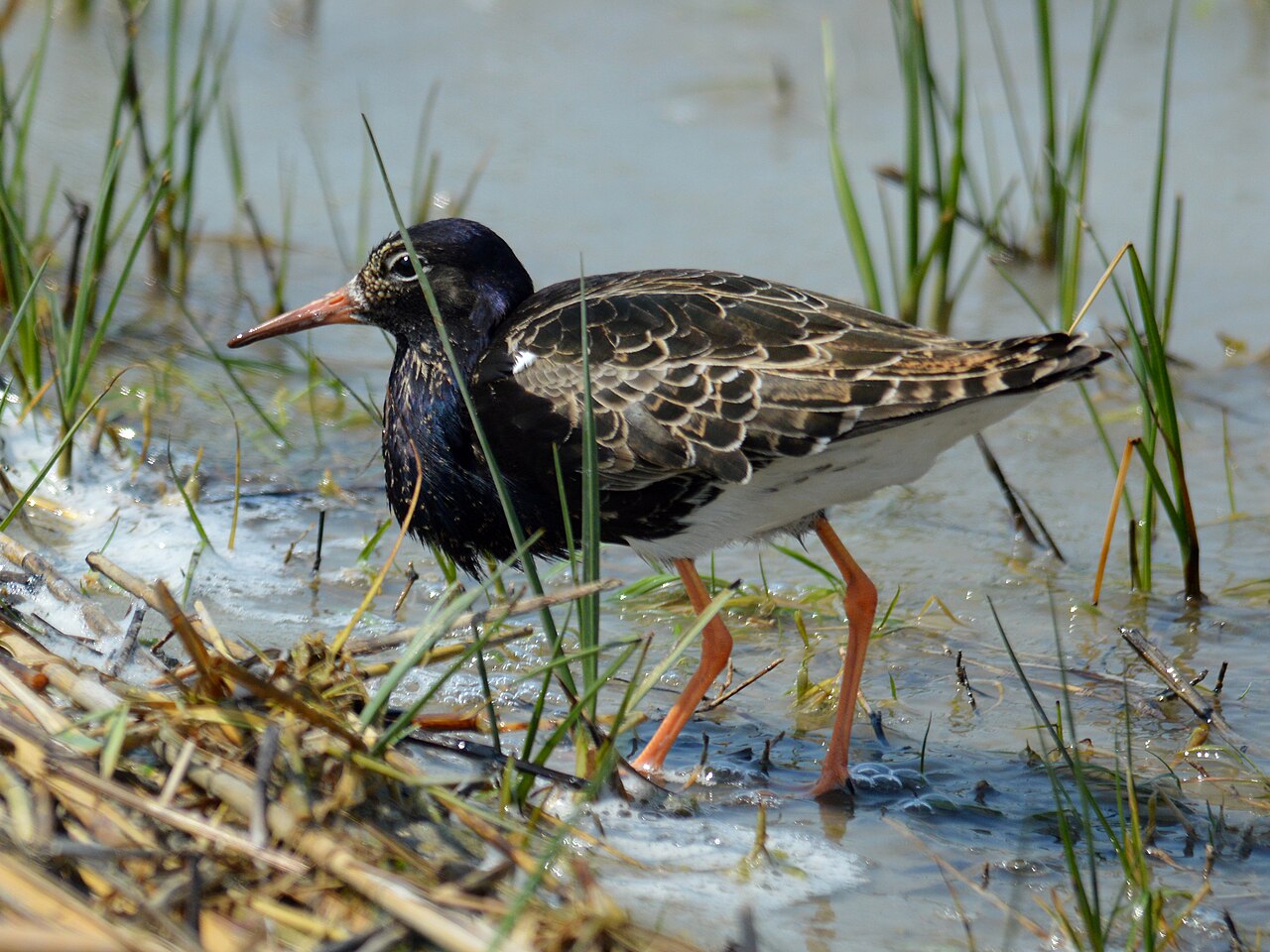 Combatiente (Calidris pugnax)