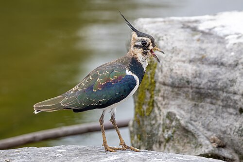 Northern Lapwing (Vanellus vanellus)