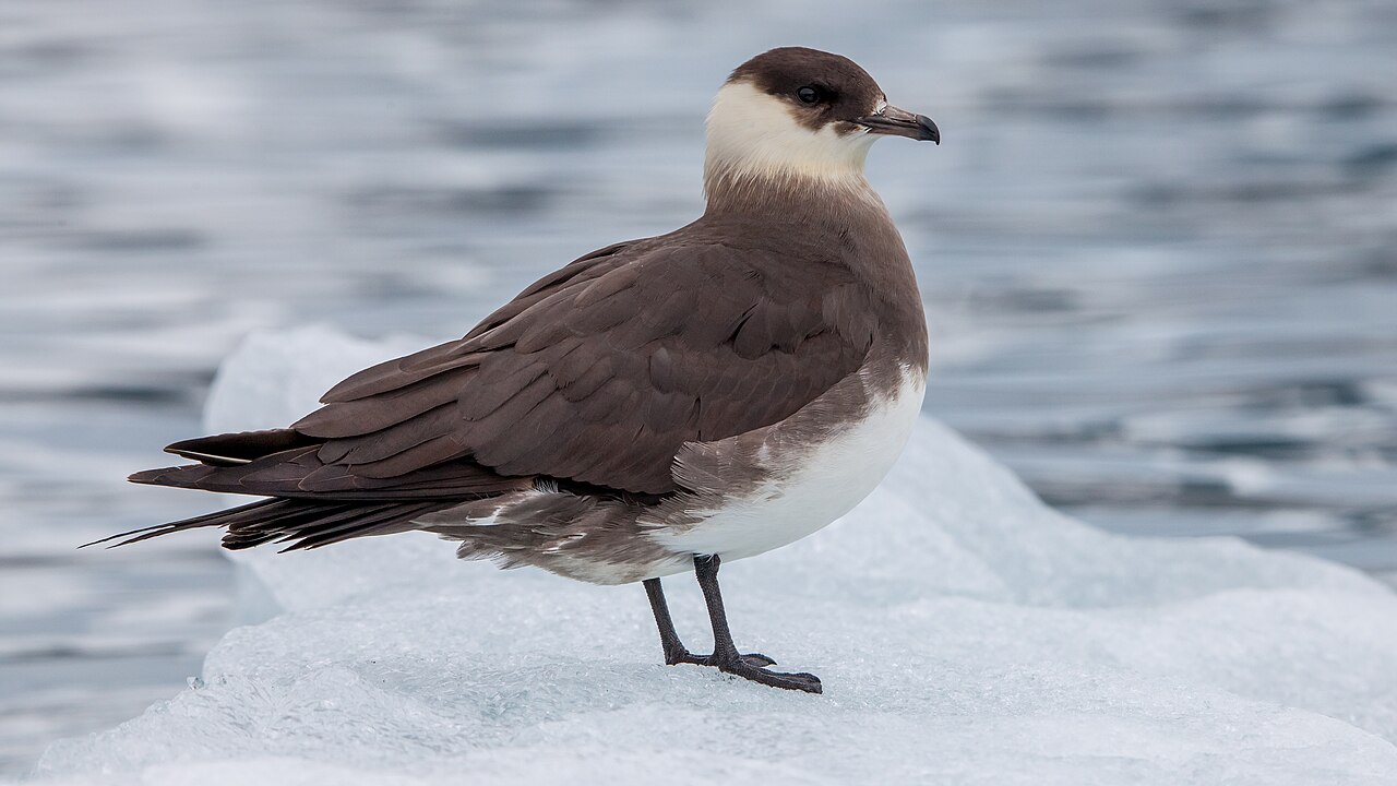 Parasitic Jaeger, pale morph, with a black cap and white underparts