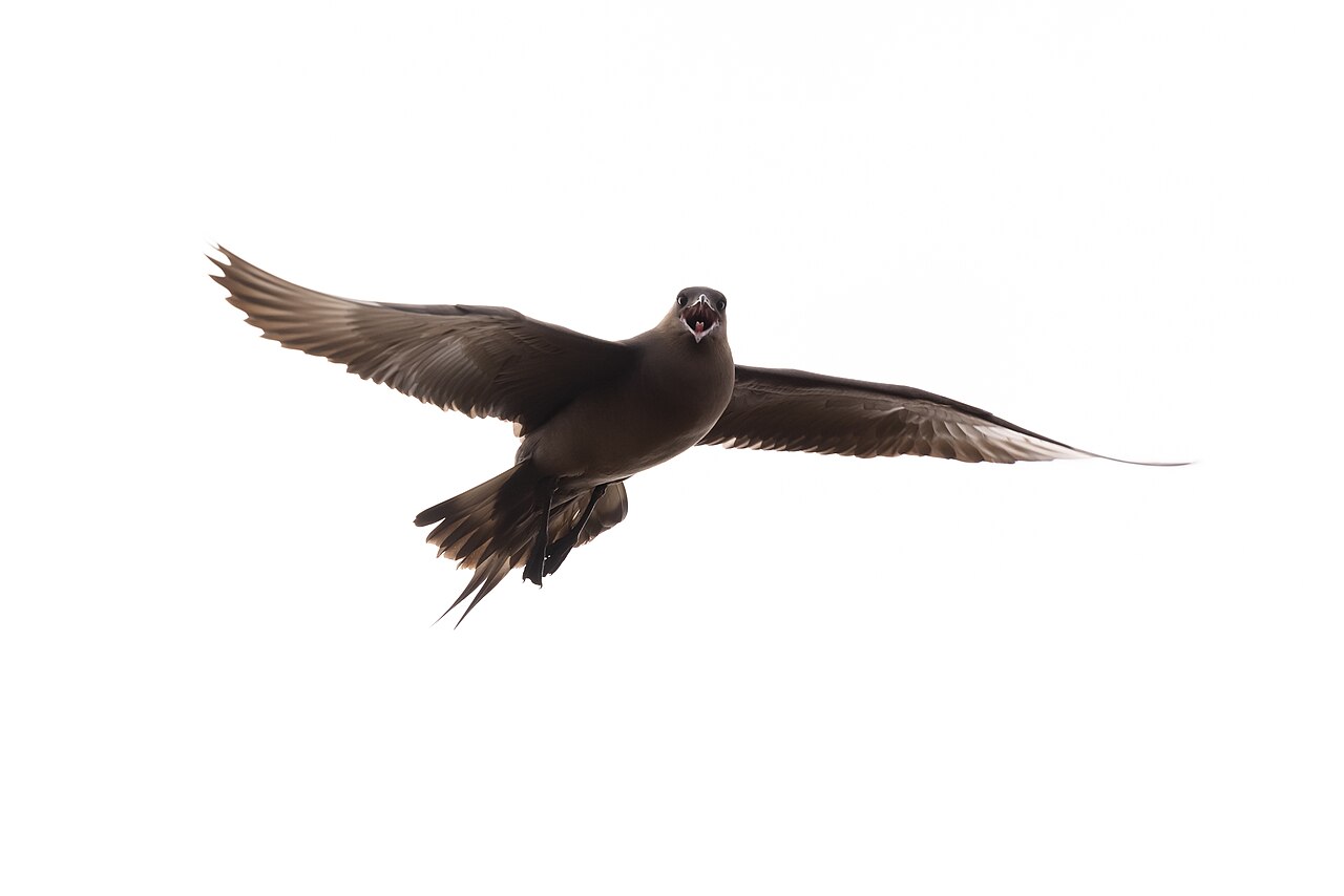 Parasitic Jaeger, dark morph, uniformly sooty brown