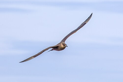 Parasitic Jaeger (Stercorarius parasiticus)