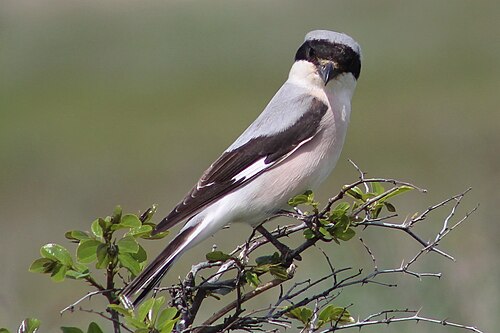 Lesser Gray Shrike (Lanius minor)
