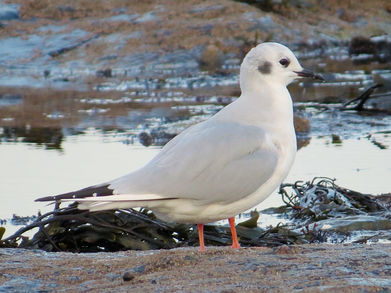 Bonaparte's Gull (Chroicocephalus philadelphia)