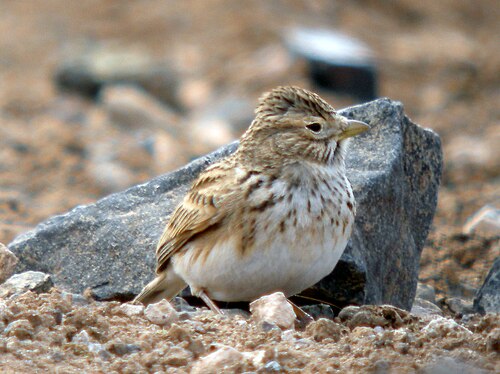 Mediterranean Short-Toed Lark (Alaudala rufescens)