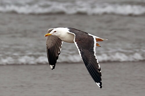 Lesser Black-Backed Gull (Larus fuscus)
