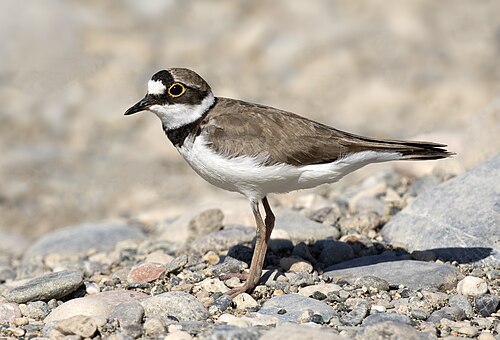 Little Ringed Plover (Thinornis dubius)