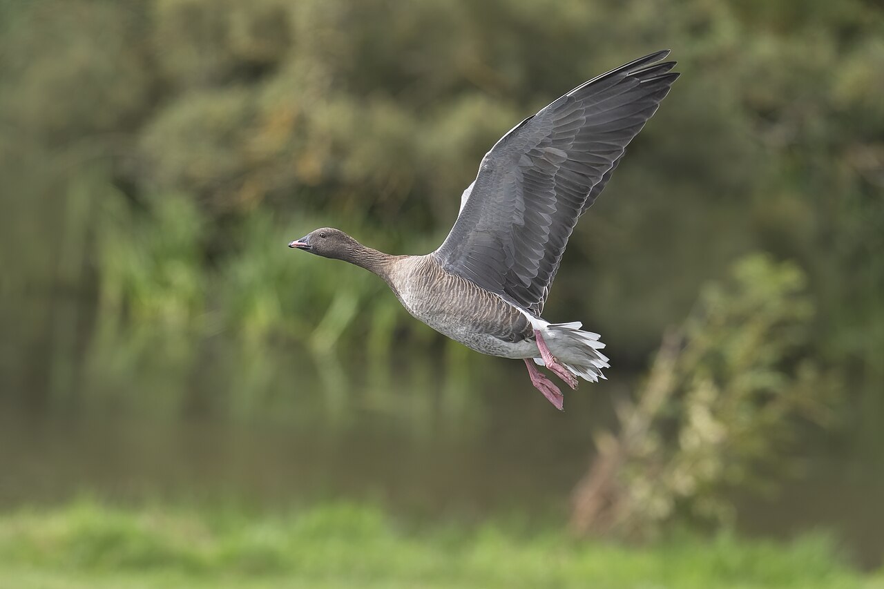 Pink-Footed Goose (Anser brachyrhynchus)