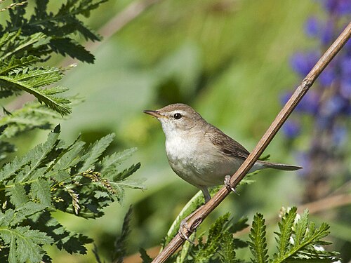 Booted Warbler (Iduna caligata)