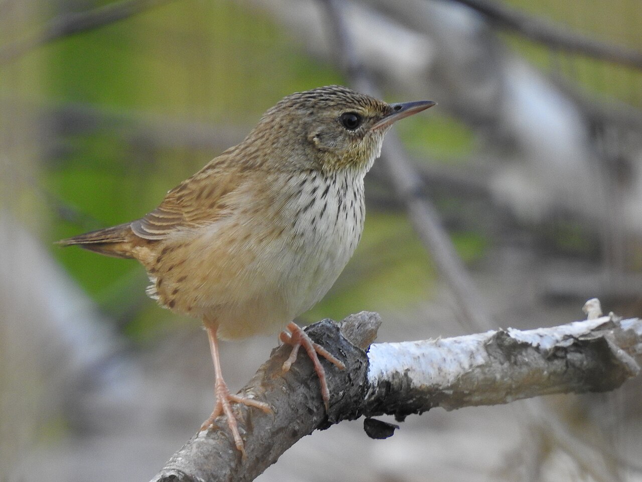 Lanceolated Warbler (Locustella lanceolata)