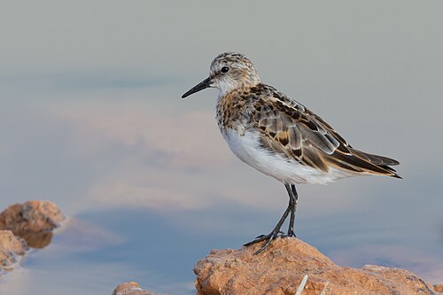 Little Stint (Calidris minuta)