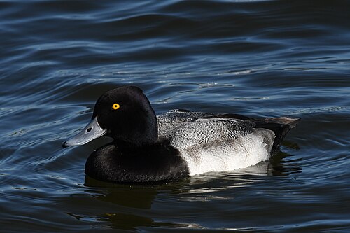 Lesser Scaup (Aythya affinis)