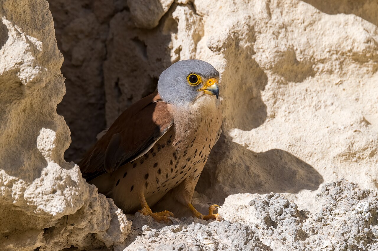 Lesser Kestrel (Falco naumanni)