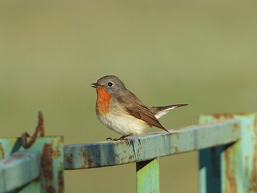Red-Breasted Flycatcher (Ficedula parva)