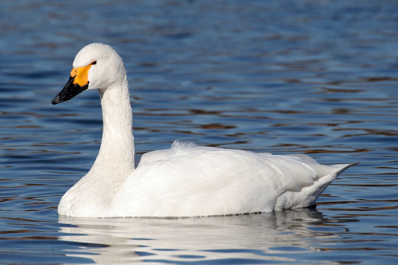 Bewick's Swan (Cygnus columbianus)