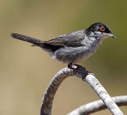 Sardinian Warbler (Curruca melanocephala)