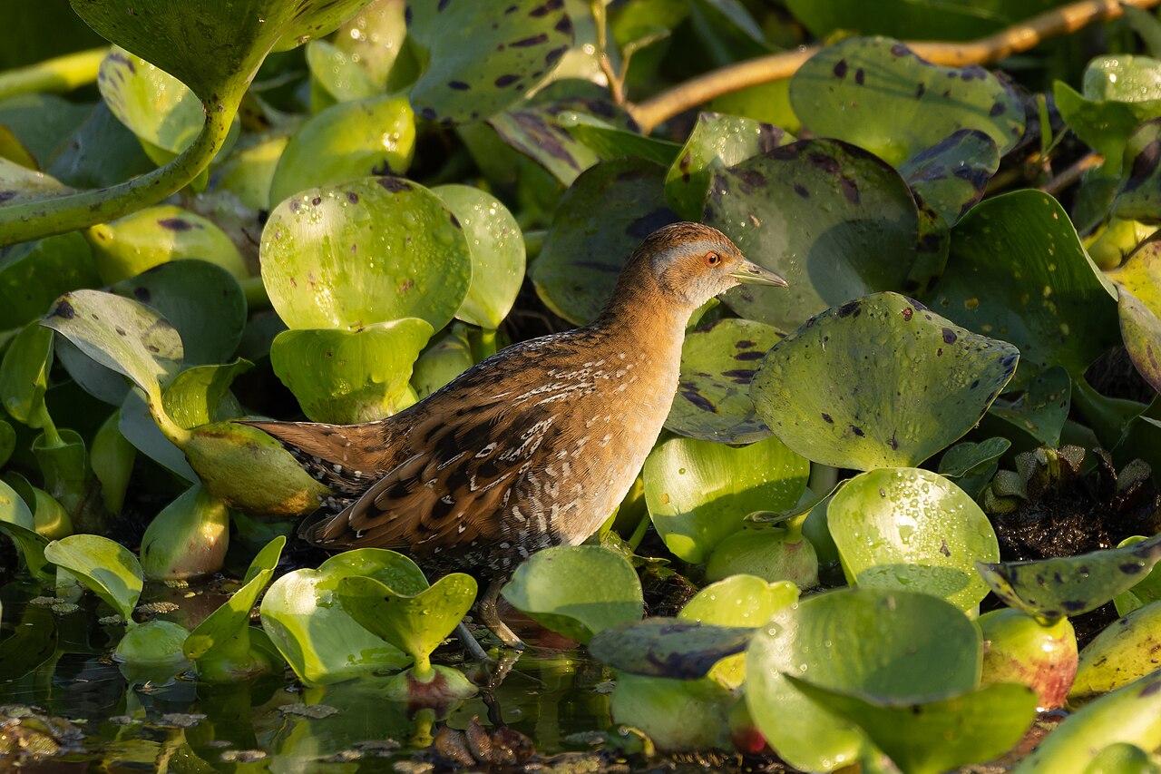 Kleinst waterhoen (Zapornia pusilla)